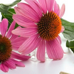 botanicals